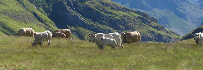 8c2p5067_elevagetraditionel Agneau 10 kg