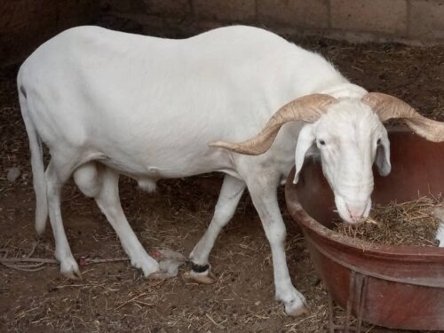 WhatsApp Image 2021-05-09 at 19.56.50 MOUTON AZAWAT