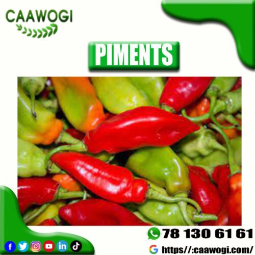 WhatsApp Image 2021-06-06 at 22.50.43 PIMENTS