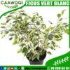 FICUS VERT BLANC