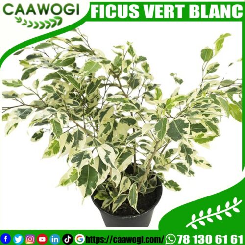 WhatsApp Image 2021-06-11 at 13.26.39 (1) FICUS VERT BLANC