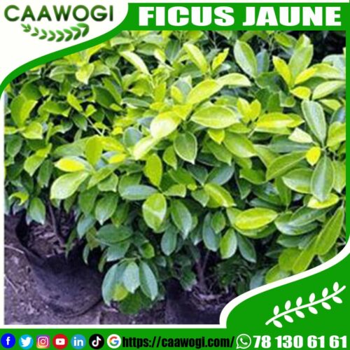 WhatsApp Image 2021-06-11 at 13.26.39 FICUS JAUNE