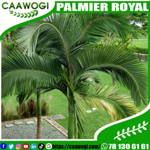 WhatsApp Image 2021-06-11 at 13.26.40 (1) PALMIER ROYAL