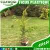 FICUS PLASTIQUE