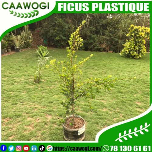 WhatsApp Image 2021-06-11 at 13.26.40 FICUS PLASTIQUE