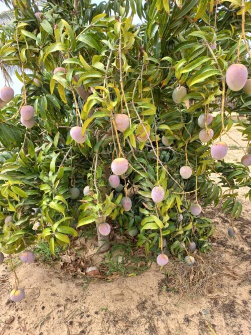 WhatsApp Image 2021-07-05 at 21.16.11 MANGUE KENT