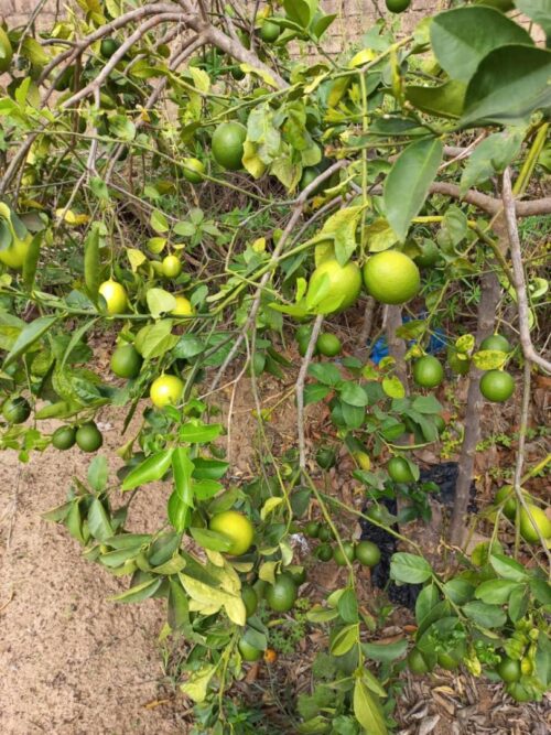 WhatsApp Image 2021-07-05 at 21.16.14 LIMON