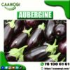 AUBERGINE