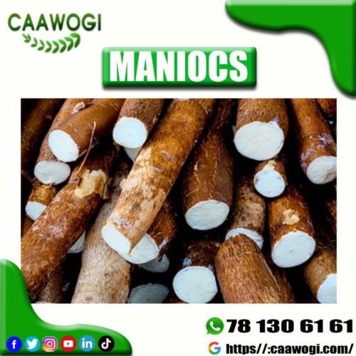 MANIOC