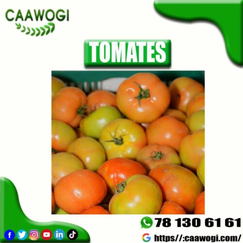 WhatsApp-Image-2021-06-06-at-22.50.40 TOMATE FRAICHE