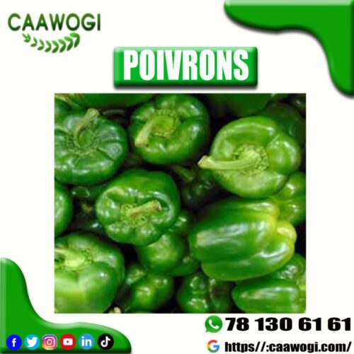 POIVRON VERT