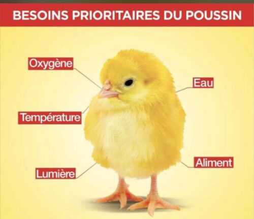 IMG-20220219-WA0015 Poussin d’un jour gps