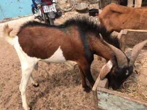 IMG-20220416-WA0004 Maron Noir