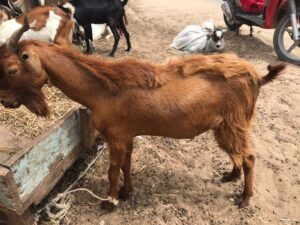 IMG-20220416-WA0005 Chèvre de race