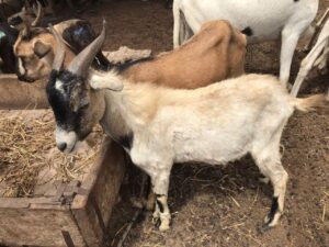 IMG-20220416-WA0006 Gris 6