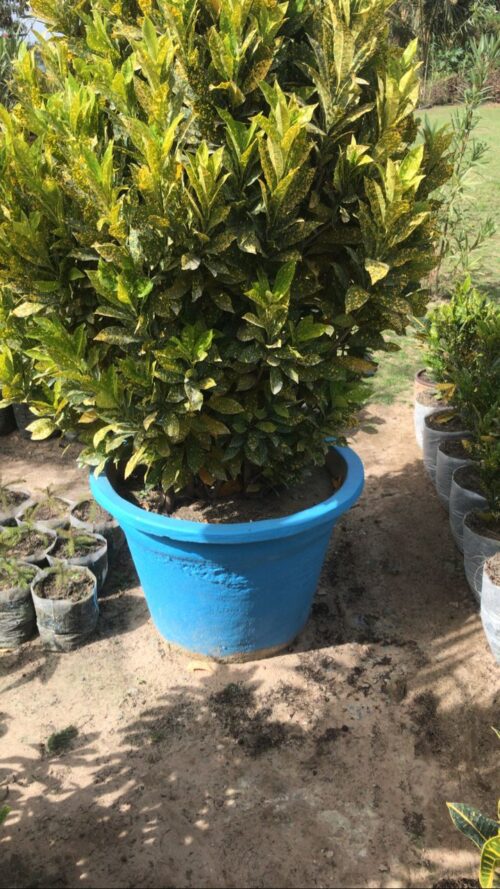 IMG-20220422-WA0004 Koroton 60