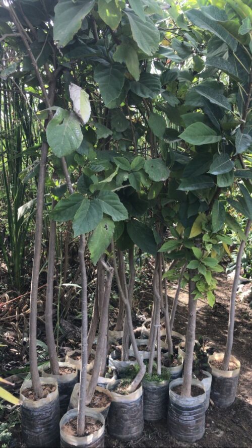 IMG-20220422-WA0007 Cordia