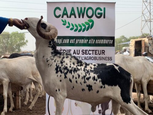 IMG-20220624-WA0031 Lac de guerre