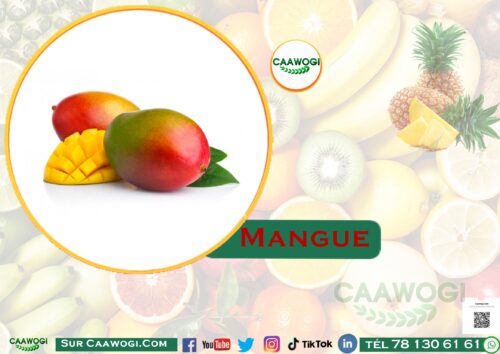 crens t202ire prom0020110226 mangue