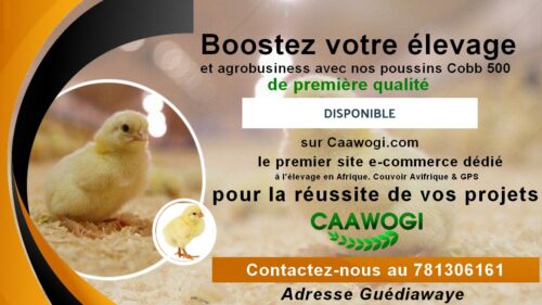 omar221ns titre 2 poussin cobb 500