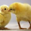 Poussins de chair