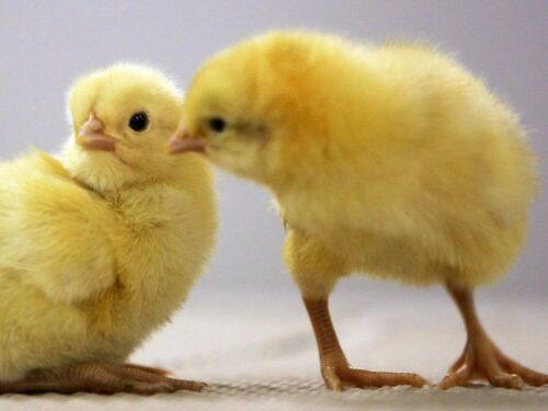 cover-r4x3w1200-57e16d0f09d18-poussin Des poussins en pleine forme