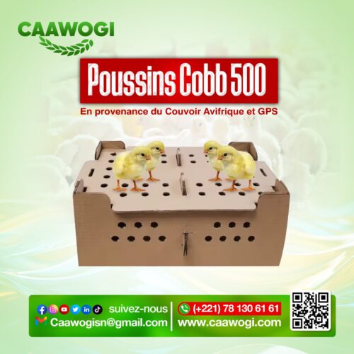 WhatsApp Image 2025-01-16 à 12.59.55_cb3012b2 Poussins cobb 500