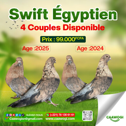 Pigeon Swift Égyptien