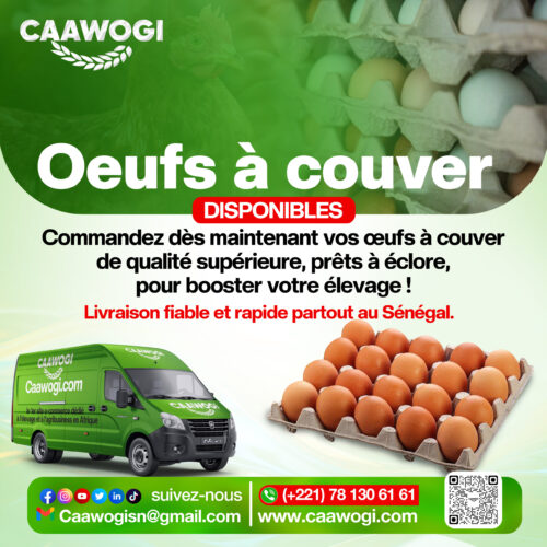 _UFS A_ COUVER ŒUFS À COUVER