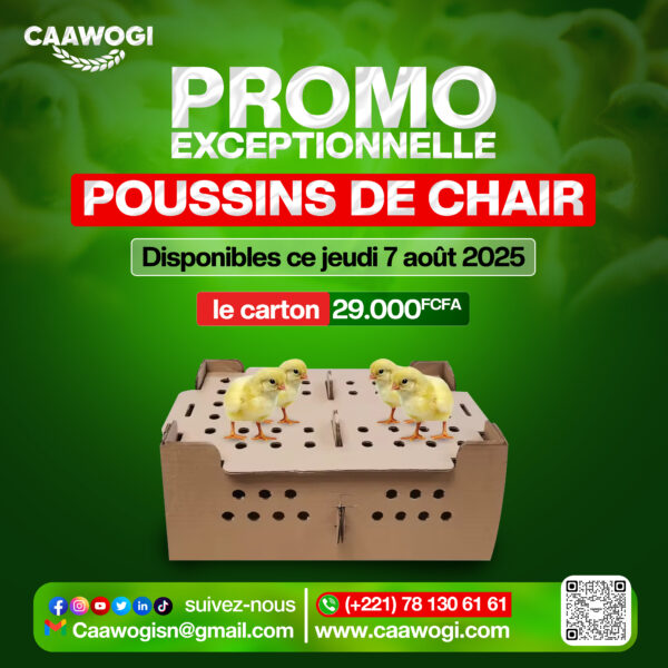 POUSSINS DE CHAIR
