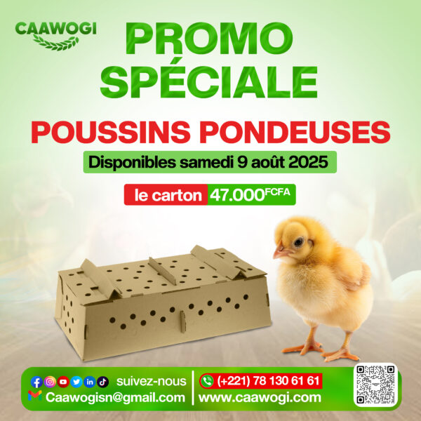 POUSSINS PONDEUSES