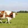 closeup shot of a cow grazing in a field on a sunny afternoon