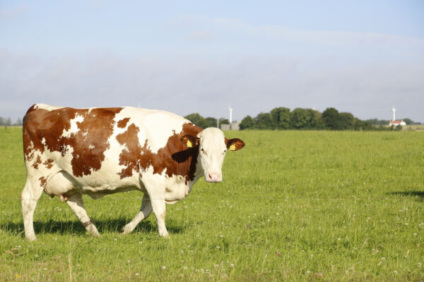 closeup shot of a cow grazing in a field on a sunny afternoon