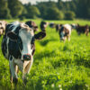 vue photorealiste de vaches qui paissent dans la nature en plein air